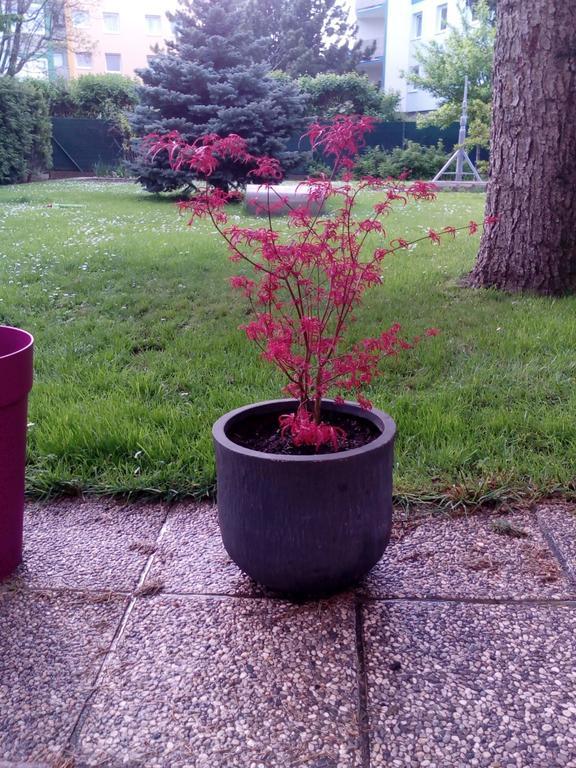 Apartment Garden Donau-city Vienna